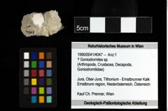 Foto (Objekt + Etiketten) von ? Goniodromites sp. 
